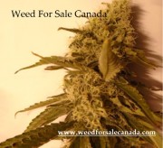 Weed For Sale Canada